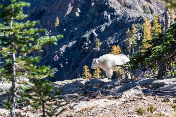 Wolf Gold Rush